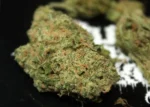 Buy Ace of  Spades Weed in Australia 
