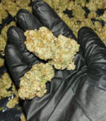 Mail Order Alien OG Online Australia