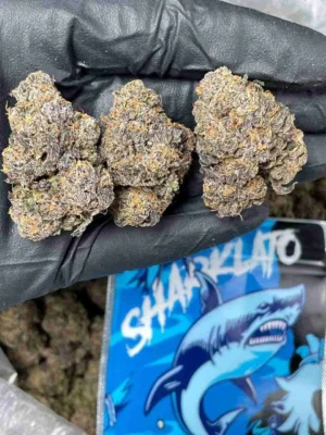 Buy Sharklato Runtz In Australia