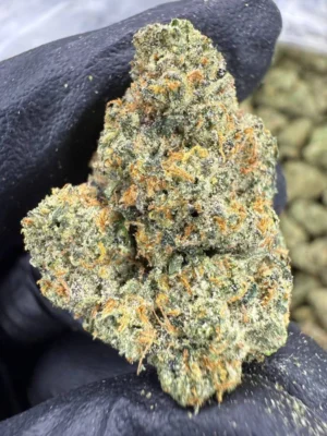 Order Grand Daddy Purple Online