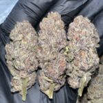 Buy Purple Kush Online Australia