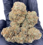 Buy Purple Haze Strain Online Australia