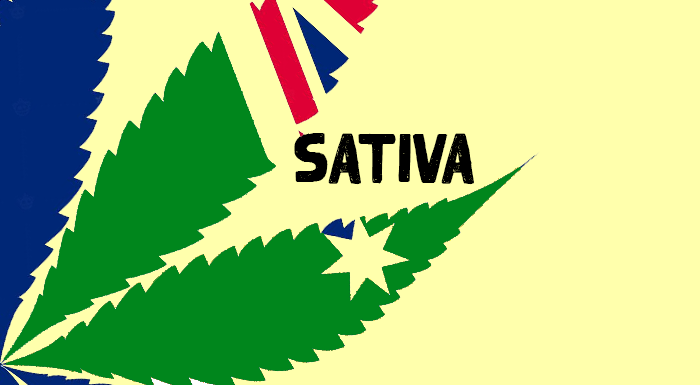 sativa strain