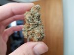 Buy aurora indica online Australia