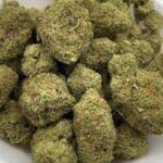 Buy Girl Scout Cookies Strain Online