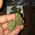 Buy Harlequin weed in Australia