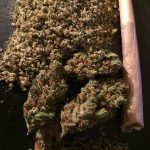 Buy Sensi Star in Australia
