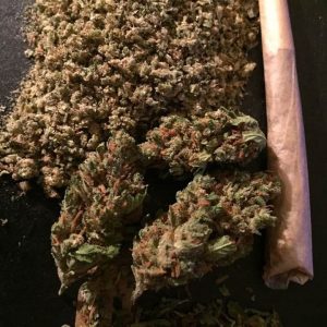 Buy Sensi Star in Australia