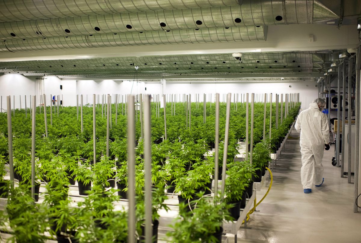 Weed For Sale In Tamworth Australia