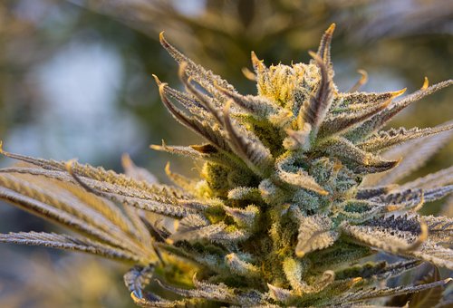 Weed Delivery In Bracknell Tasmania